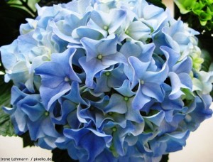 Hortensie blau