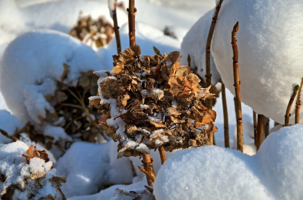 Hortensien überwintern Hydrangea