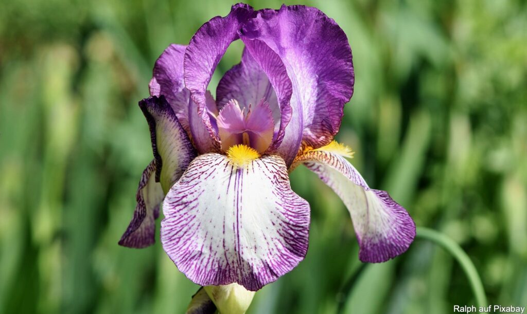 Iris Schwertlilie