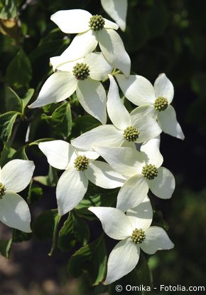 Japanischer Blumenhartriegel Japanischer Blumenhartriegel