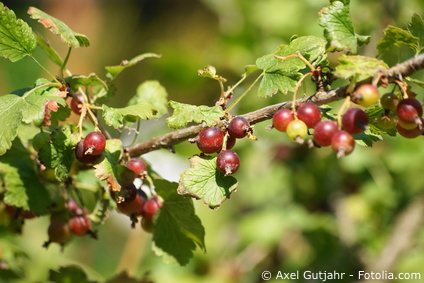 Jostabeeren oder Jochelbeere im Garten Jostabeeren oder Jochelbeere im Garten