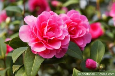 Kamelien Camellia japonica
