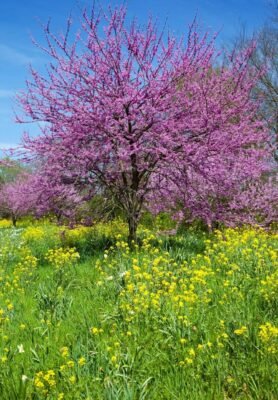 Kanadischer Judasbaum Cercis canadensis