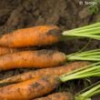 Karotten und Möhren aus dem Garten