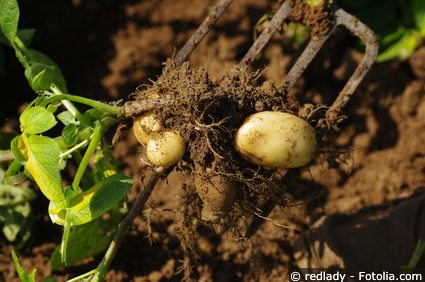 Kartoffeln Wurzeln
