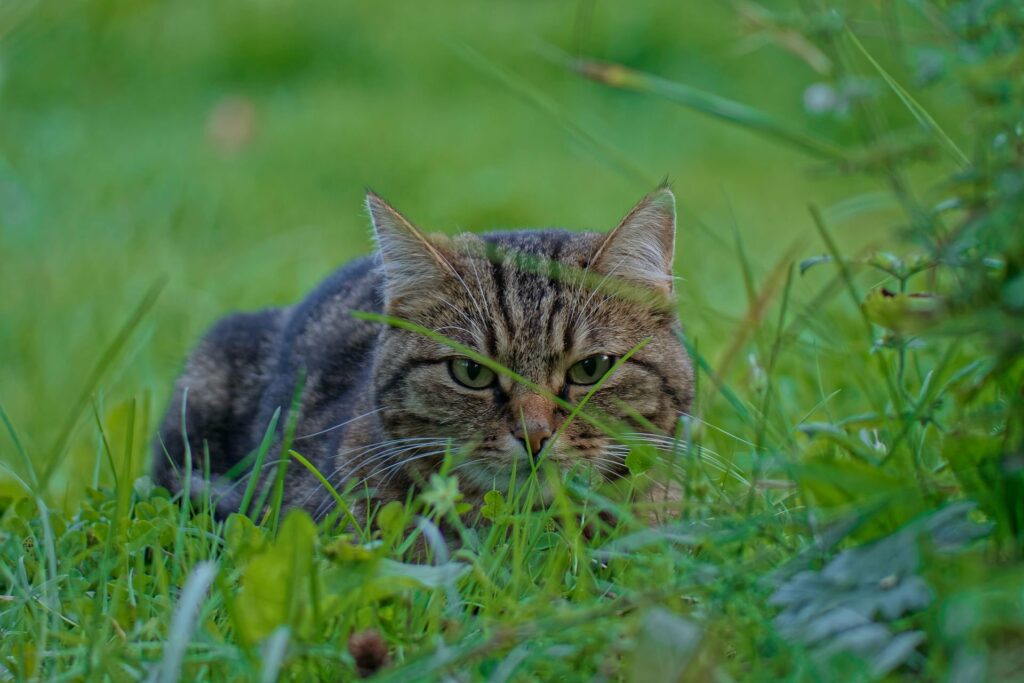 Katzen aus dem Garten vertreiben