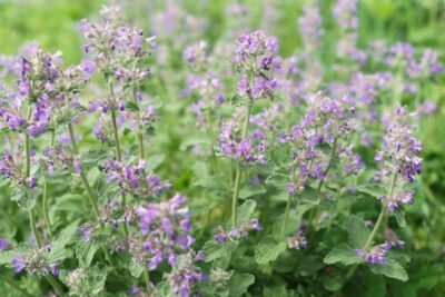 Katzenminze Nepeta