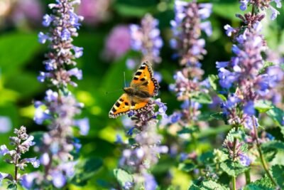 Katzenminze Schmetterling Kleiner Fuchs