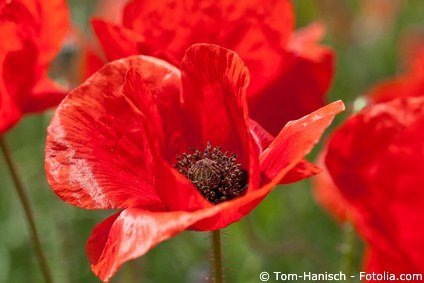 Klatschmohn, Mohnblumen