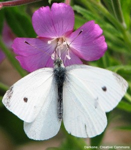 kleiner Kohlweissling