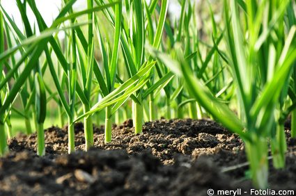 Knoblauch Garten