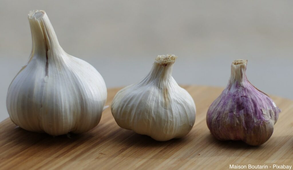 Knoblauchsorten: Elefantenknoblauch, Knoblauch, violetter Knoblauch