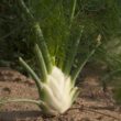 Knollenfenchel