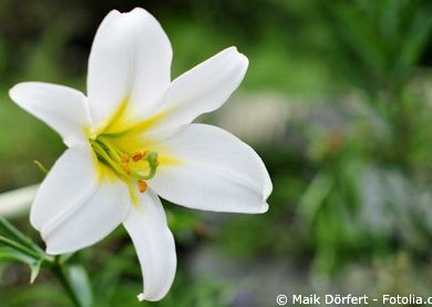 Königslilie Lilium Regale