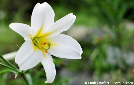 Königslilie Lilium Regale