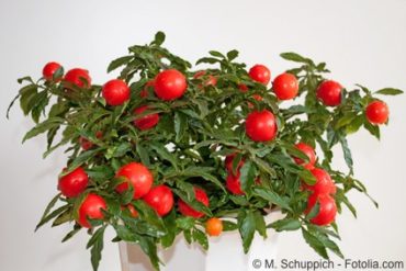 Korallenstrauch Korallenkirsche Solanum Pseudocapsicum