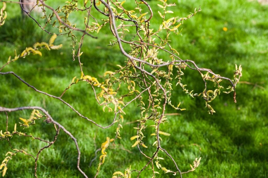 5 Korkenzieher-Weide frisch geschnitten ca Salix matsud 60 cm lang GSH 