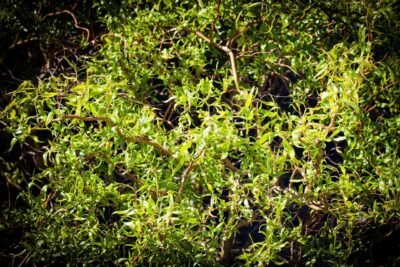 Korkenzieherweide Salix matsudana