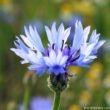 blaue Kornblume