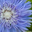 Kornblumenaster