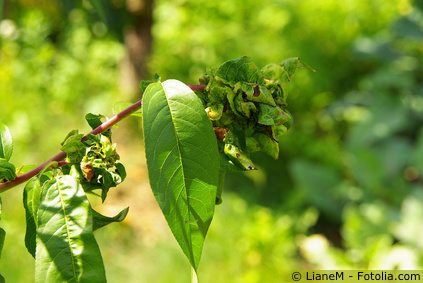 Pfirsichbaum kräuselkrankheit