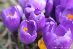 Krokusse im Garten