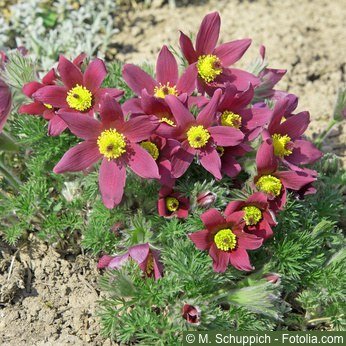 Küchenschelle Pulsatilla vulgaris