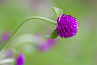 Kugelamarant Gomphrena globosa