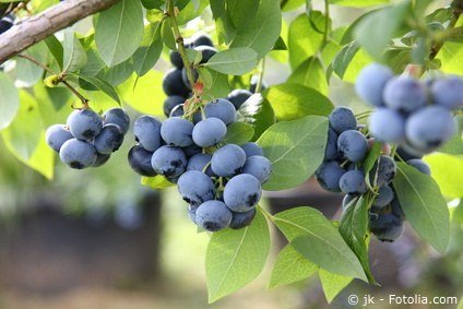 Kultur-Heidelbeeren im Garten pflanzen