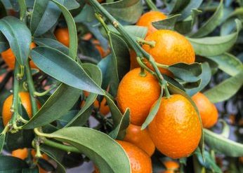Kumquat Fortunella margarita
