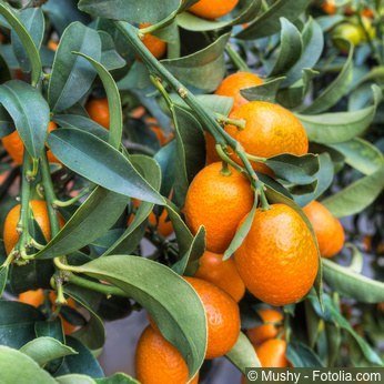 Kumquat Fortunella margarita