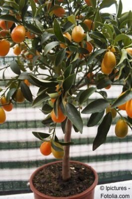 Kumquat Pflanze