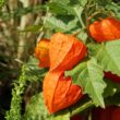 Lampionblumen und Physalis im Garten