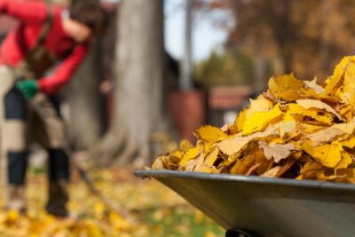 Laub Herbst