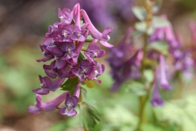 Lerchensporn Corydalis