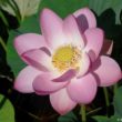Lotosblume Nelumbo Komarovi