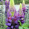 Lupine in lila
