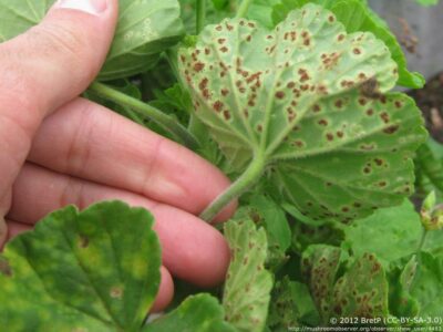 Malvenrost Puccinia Malvacearum