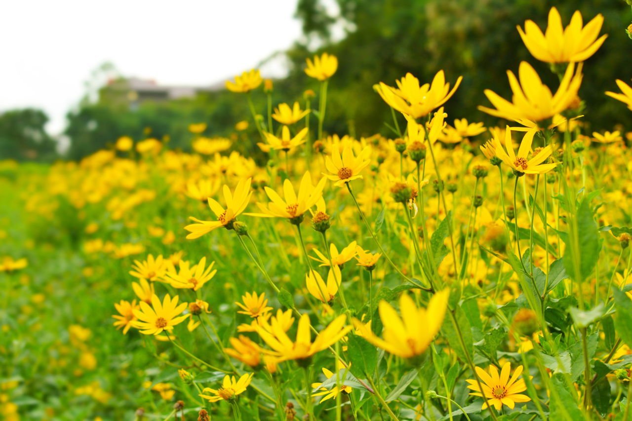 Stauden-Sonnenblume (mehrjährige Sorten) Pflege: Pflanzen, Düngen & Schnitt