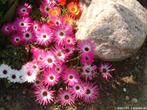 Mittagsblumen Mittagsblumen