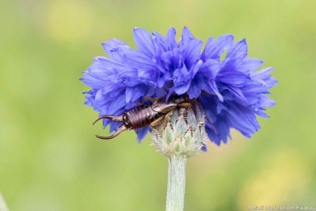 Ohrwurm versteckt in einer Blume