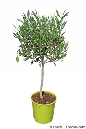 Olivenbaum (Olea Europaea)
