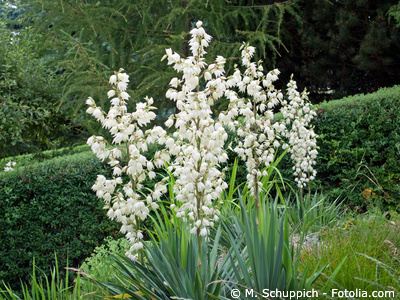 Palmlilie Gartenyucca