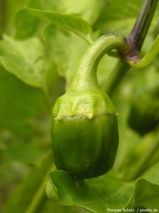 Paprika im Garten