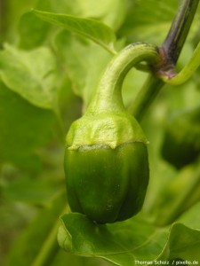 Paprika im Garten Paprika im Garten