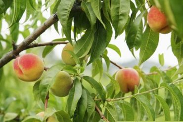 Pfirsichbaum Prunus persica