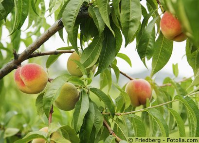 Pfirsichbaum Prunus persica