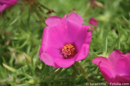 Portulakröschen Portulaca