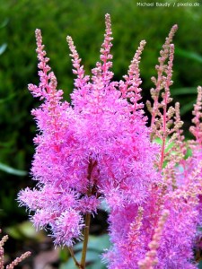 Prachtspiere Astilbe