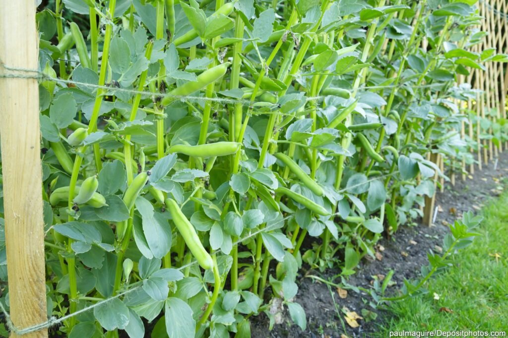 Puffbohne (Vicia Faba)